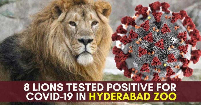 lions tested positive for covid in hyderabad zoo